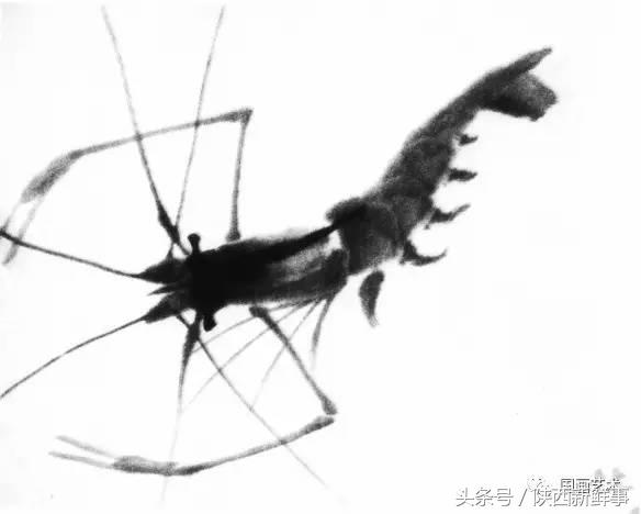 齐白石画虾步骤,齐白石画虾的作品叫什么名字