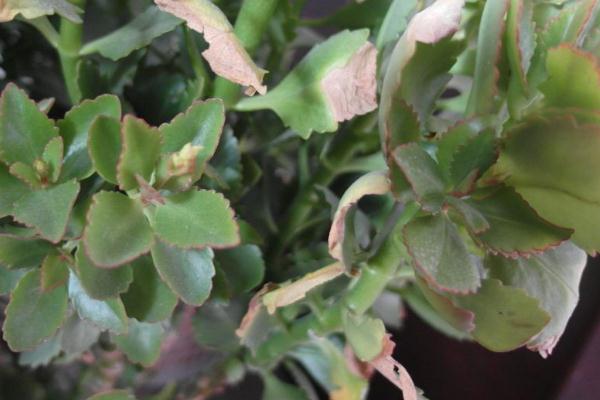 长寿花开过花了如何养能再次开花,冬季刚买的带花苞的长寿花怎样养