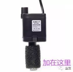 30cm海缸开缸教程新手入门,新手开缸养鱼入缸的正确方法