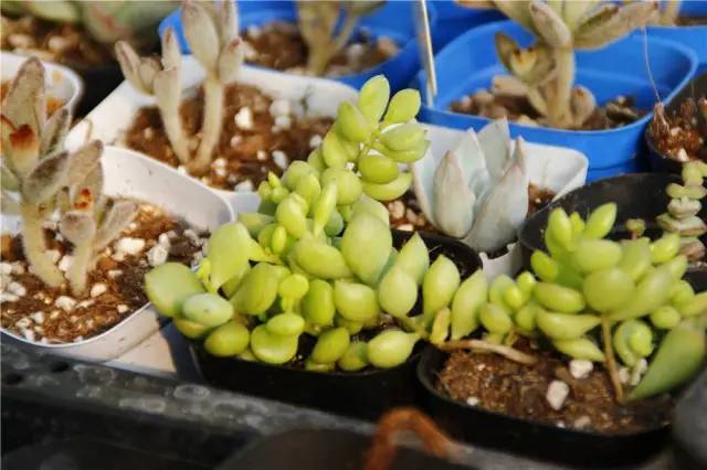 12月23号开幕啦!冰雪奇缘圣诞狂欢!中西合璧庙会美食啥都有