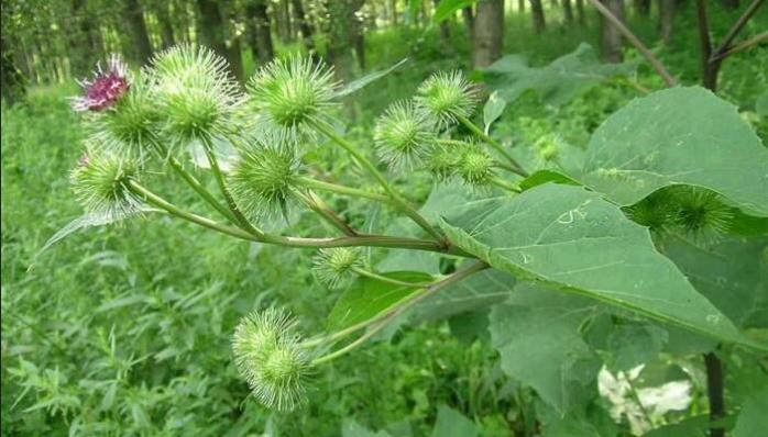 糖尿病人吃牛鞭汤有什么好处,日本人吃什么中药可以治便秘