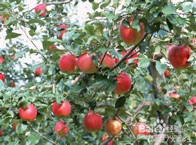 目前农村种植什么果树最好赚钱,农村种植什么果树收益最好