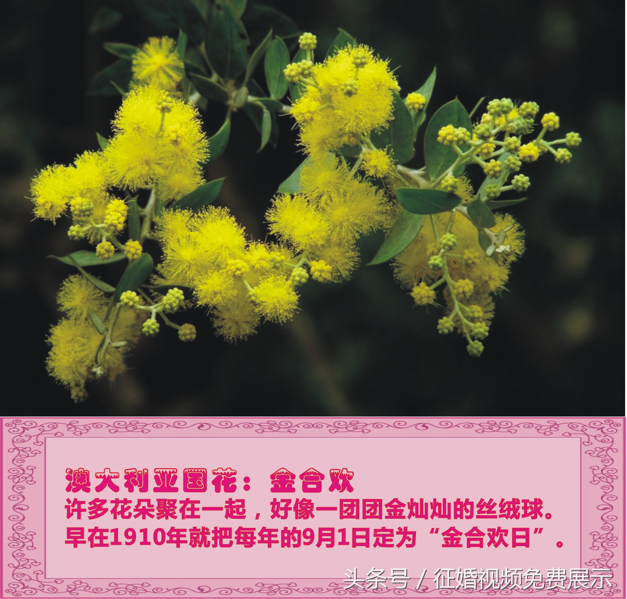 各国国花及象征意义,世界各国国花及寓意