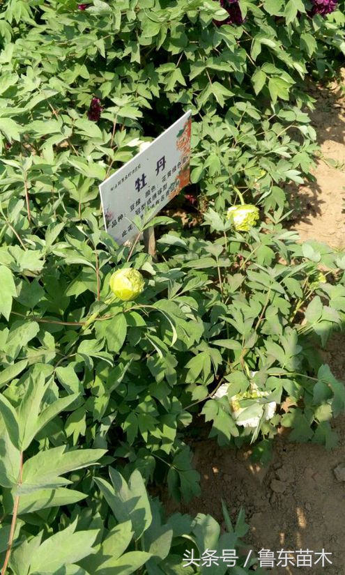 牡丹花为什么不发新枝,牡丹花不开花怎么管理