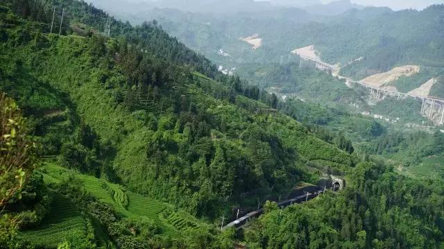 最著名的古丈毛尖茶品牌,中国十大名茶古丈毛尖