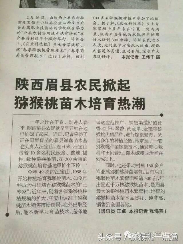 人工种植猕猴桃苗木价格,种植什么品种猕猴桃最有销路