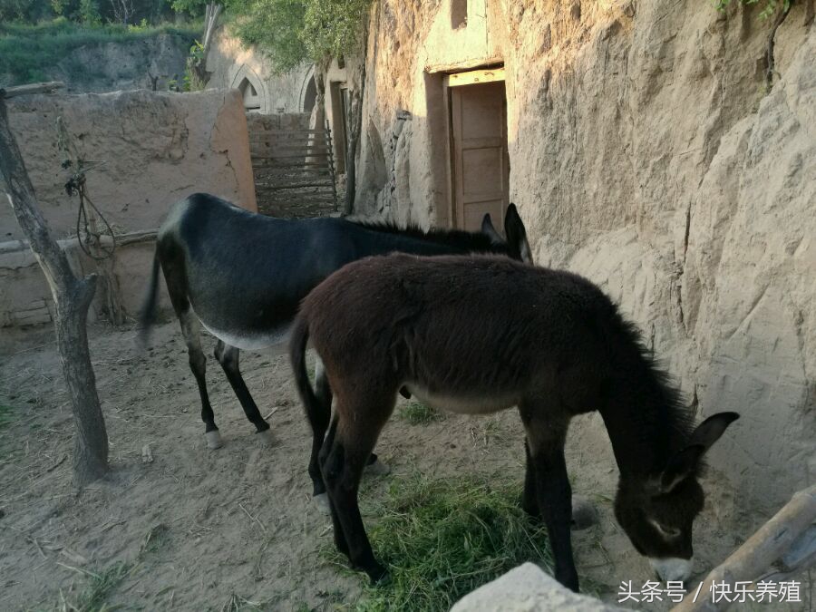 农村养毛驴有前景吗,农村养驴挣钱吗