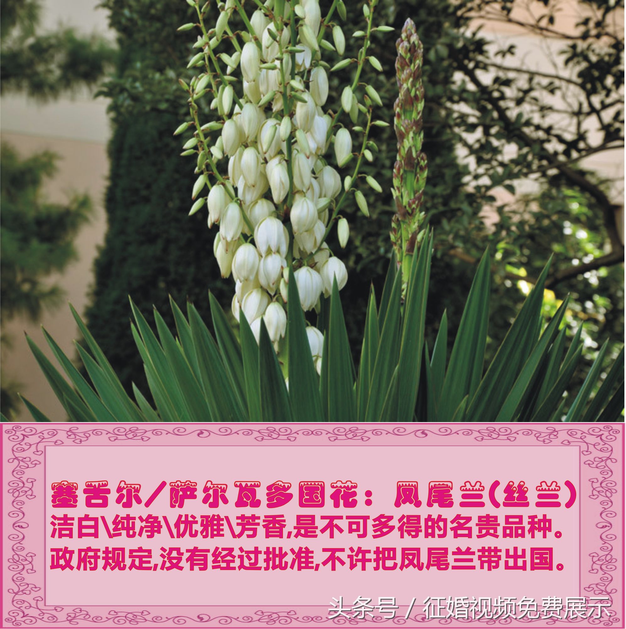 各国国花及象征意义,世界各国国花及寓意