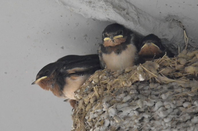 捣毁燕子窝的真实案例,燕子窝被别人破坏会受到报应吗