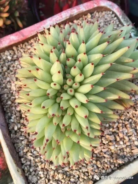 黄金麦饭石是真正麦饭石吗,黄金软麦饭石真假