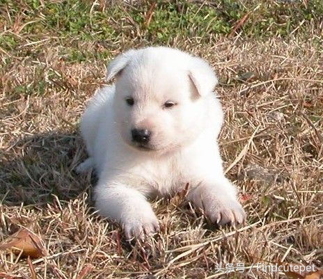 中国本土很像柴犬的品种,和柴犬相像的犬种
