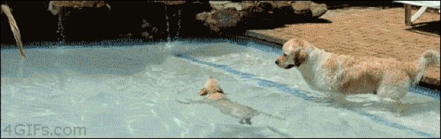 金毛最聪明的一只狗狗,金毛最有灵性是最懂事的狗