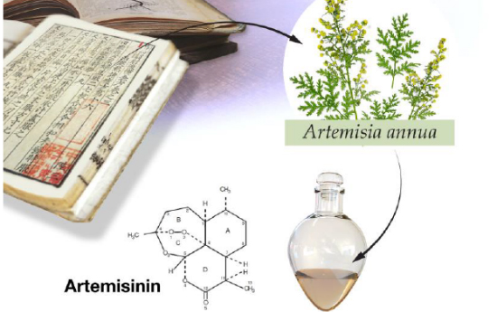 青蒿素获得诺贝尔医学奖,青蒿素能治疗肺结核吗