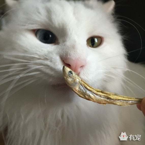 如何分辨宠物喜欢吃什么 (怎样知道自己的宠物适合吃什么)