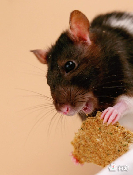 如何分辨宠物喜欢吃什么 (怎样知道自己的宠物适合吃什么)