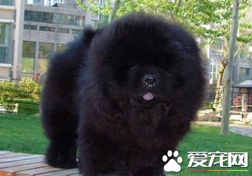 松狮犬如何饲养视频,松狮犬的喂养方法和注意事项