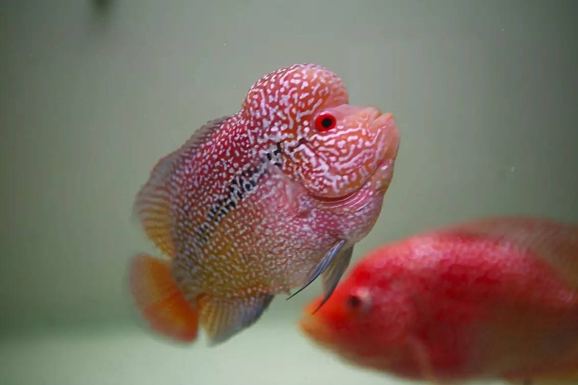 罗汉鱼被压制怎么办,罗汉鱼压苗是什么意思