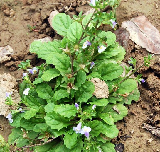 ‍‍‍如东路边42种草，天天踩它，却不知道它们好值钱~