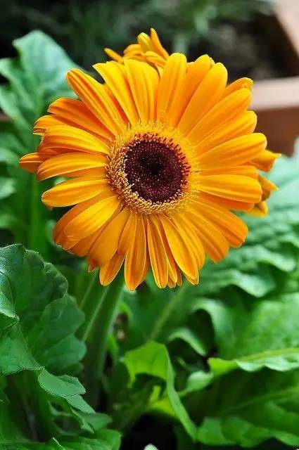 雾霾天气种植什么好养,雾霾天气养什么植物