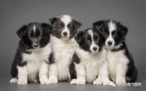 伴侣犬行为管理是什么,大狗狗伴侣犬怎么养活