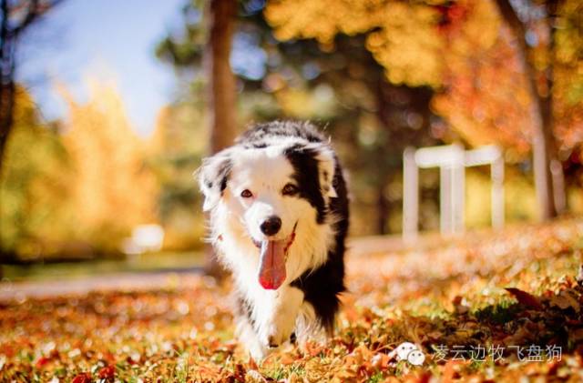 家里狗毛纷飞该怎么办,家里狗毛满天飞怎么办