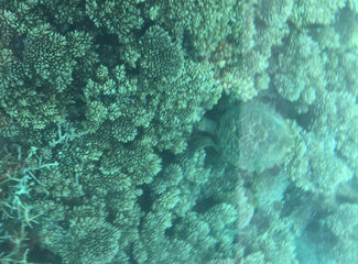 毛里求斯自驾游视频,毛里求斯游