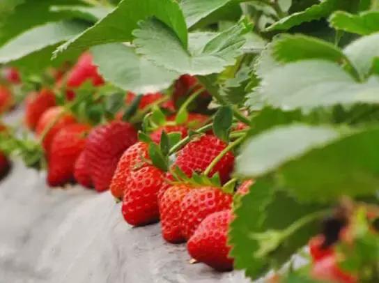 闃冲厜娴翠竴鏃ユ父鏀荤暐,闃冲厜娴翠竴鏃ユ父