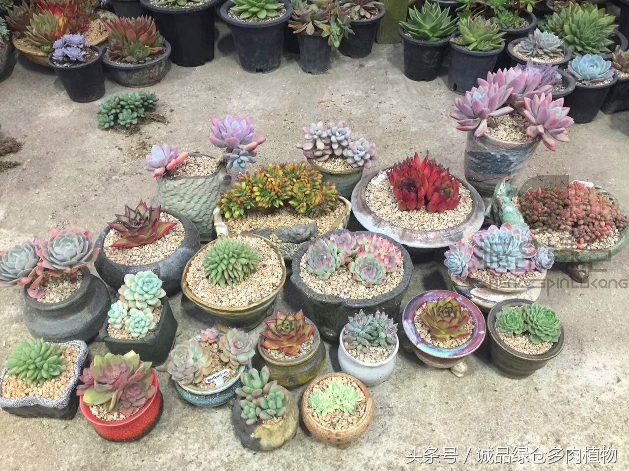 韩国正品直邮到手,韩国直邮多肉开箱