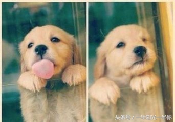 4个月金毛怎么喂食,金毛喂食注意事项及禁忌