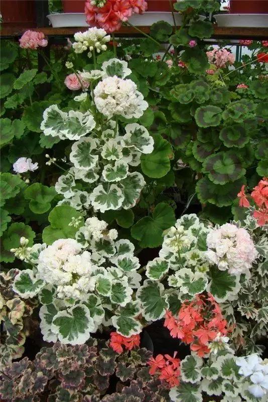 天竺葵不开花怎么办,天竺葵开花到几月份