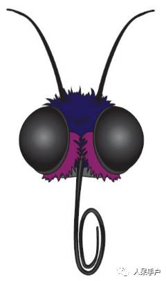 看昆虫各式“大嘴”如何吞天吞地~