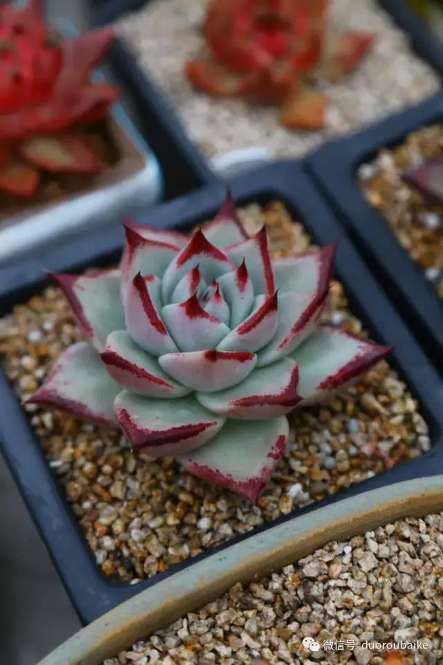 麦饭石颗粒真假,真假黄金麦饭石颗粒