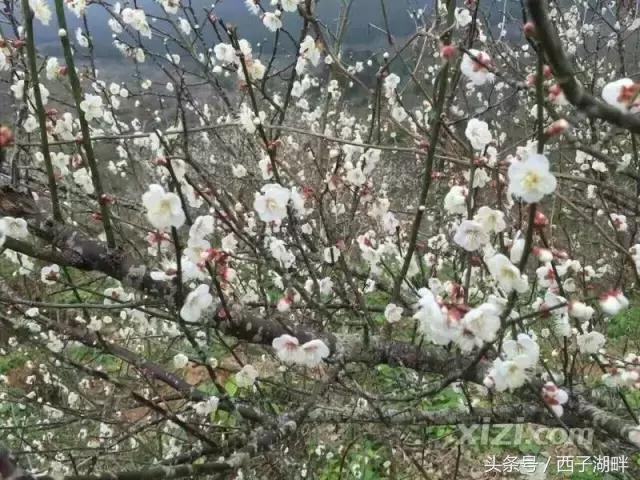 惠州梁化梅园最佳时间,惠州梁化梅园