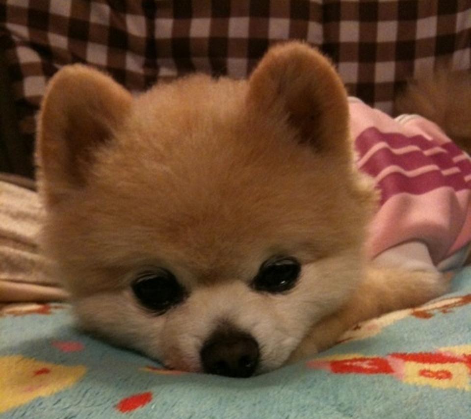 日本抖音网红狗俊介,日本网红偶像犬俊介