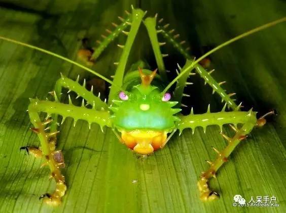 看昆虫各式“大嘴”如何吞天吞地~