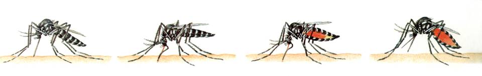 看昆虫各式“大嘴”如何吞天吞地~