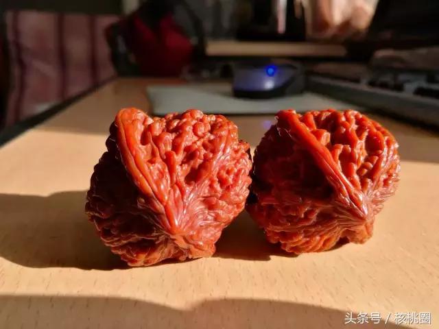 玩了6年的满天星狮子头