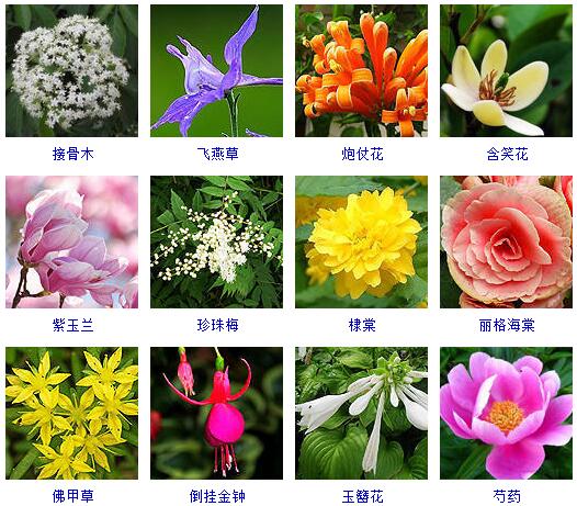 150种花卉大全,108种花卉大全