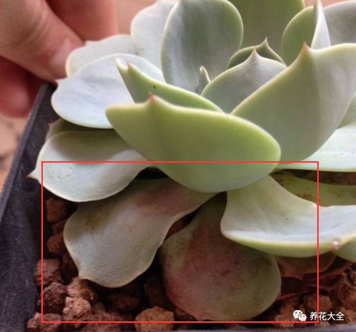 光照条件不好适合养什么花,花养不好是家里气场不好吗