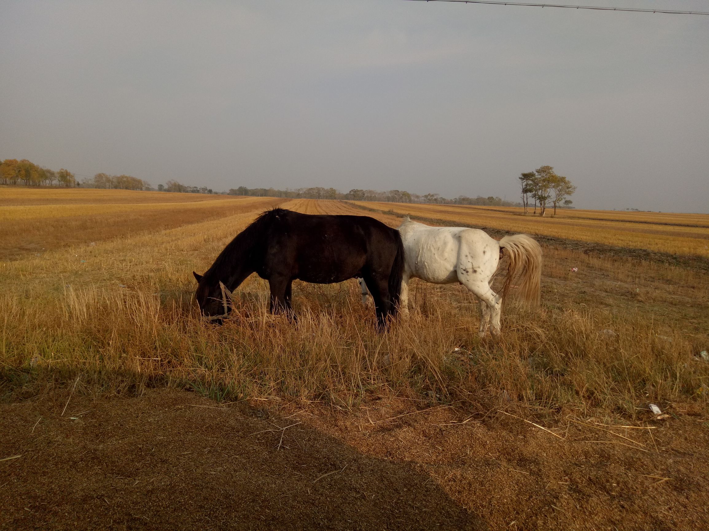 张北的草原天路之旅,张北天路攻略