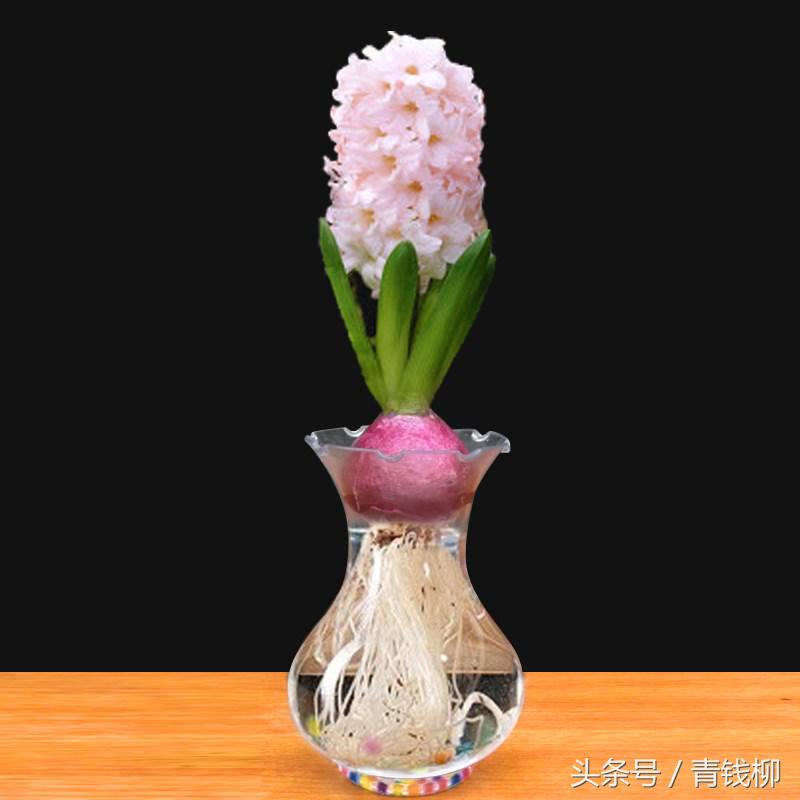 水培葡萄风信子烂根,水培风信子如何处理