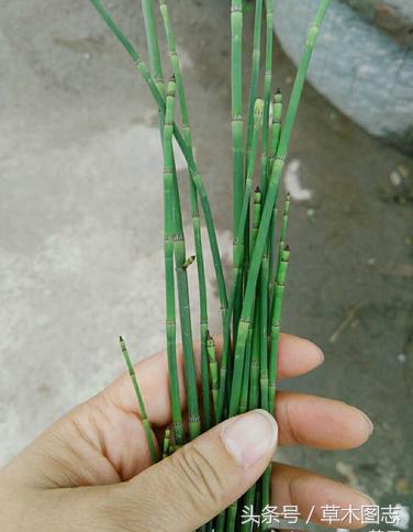 野生接骨草的作用,骨节草能吃吗