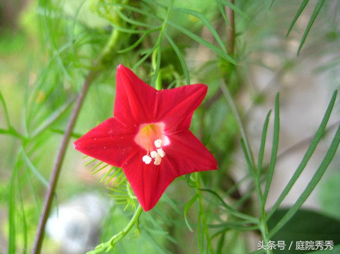 烟灰弹到花盆里好不好,烟灰放花盆里养花行吗