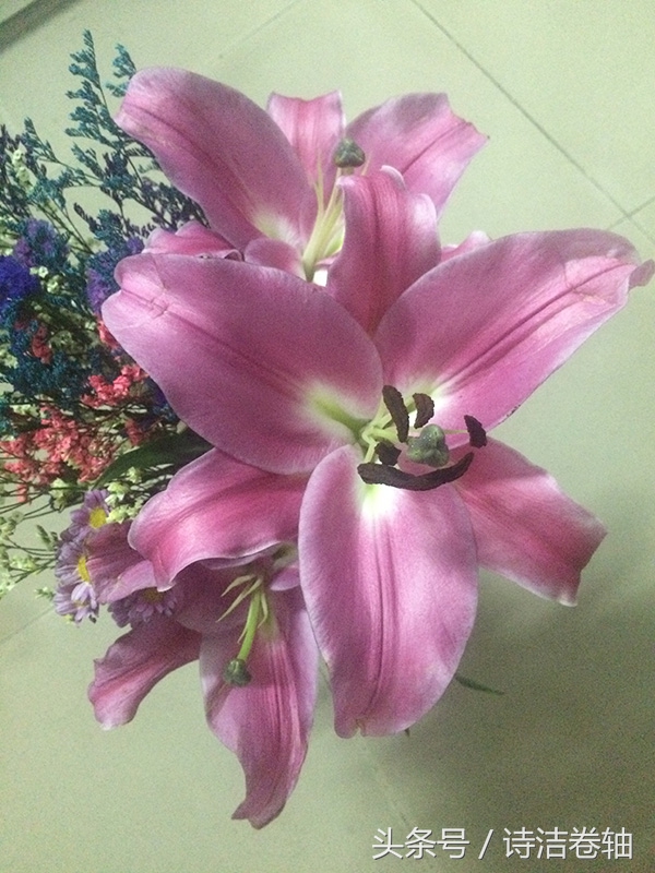 香水百合养了几天感觉又蔫了,香水百合容易养吗