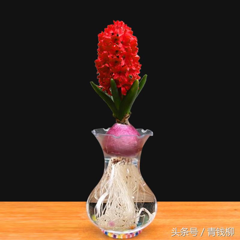 水培葡萄风信子烂根,水培风信子如何处理