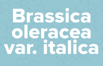 apple苹果的英语是什么,苹果的英语为什么是anapple