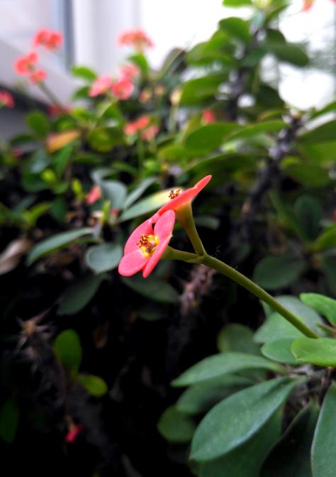 锤子m1l吃鸡画质,锤子m1评测王自如