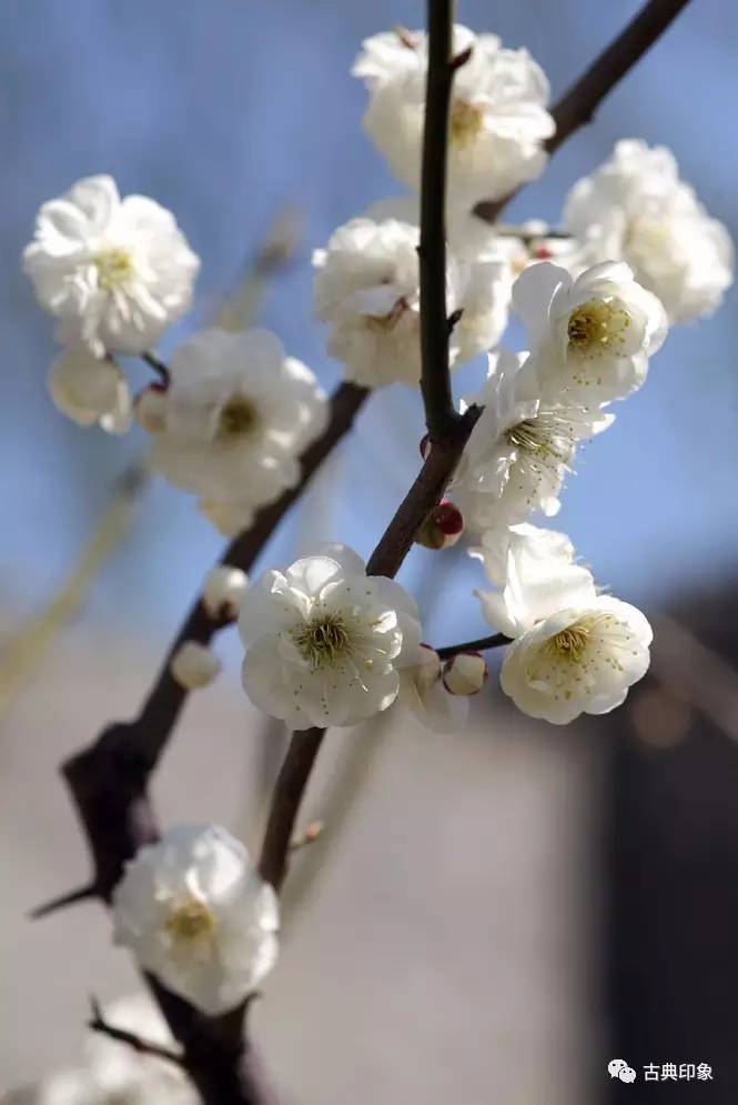 青江梅花香雪海,香雪海梅花国画
