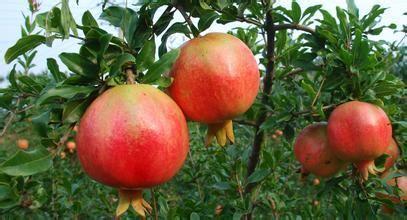 种养最挣钱的好项目,2023年最赚钱的养殖项目