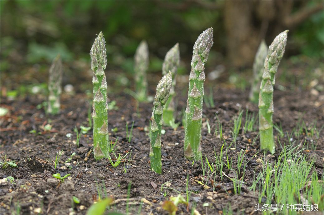 芦笋如何种植成活率高,芦笋的家庭种植方法和时间